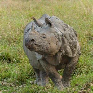 One-horned rhinoceros in Kaziranga National Park, Assam