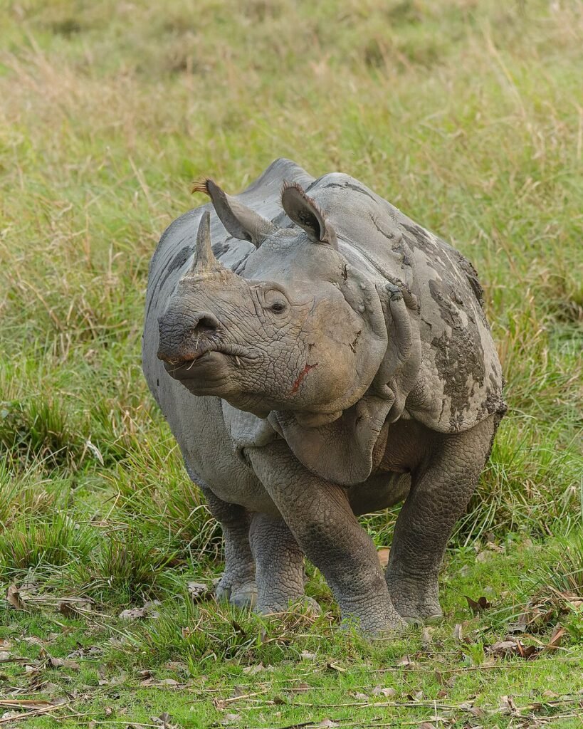 One-horned rhinoceros in Kaziranga National Park, Assam