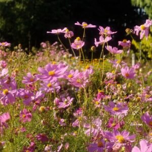 Bright pink cosmos flowers bathed in sunlight in Ziro, showcasing natural beauty and vibrant blooms.