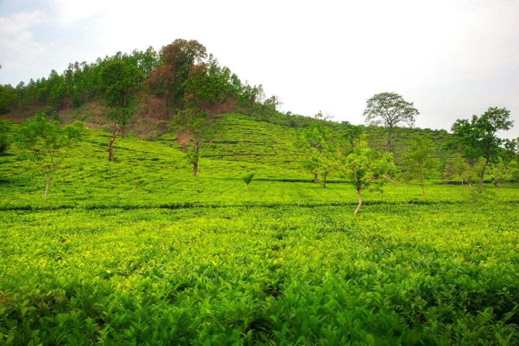 Green tea plantation in Bongaigaon, Assam