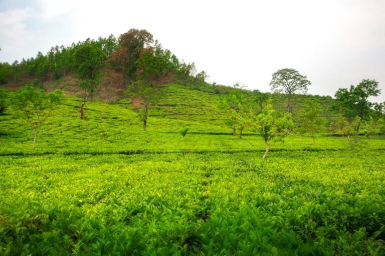 Green tea plantation in Bongaigaon, Assam